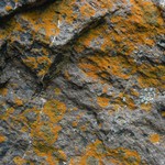 Caloplaca brouardii