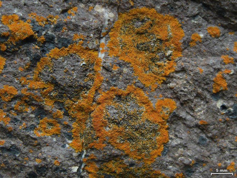 Caloplaca brouardii