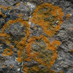Caloplaca brouardii