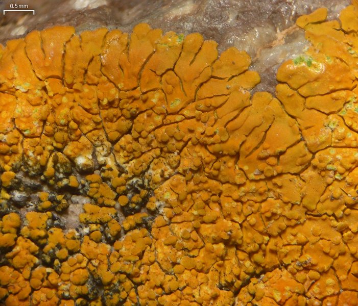 Caloplaca brouardii