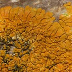 Caloplaca brouardii