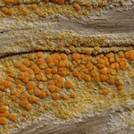 Caloplaca californica