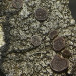 Caloplaca camptidia