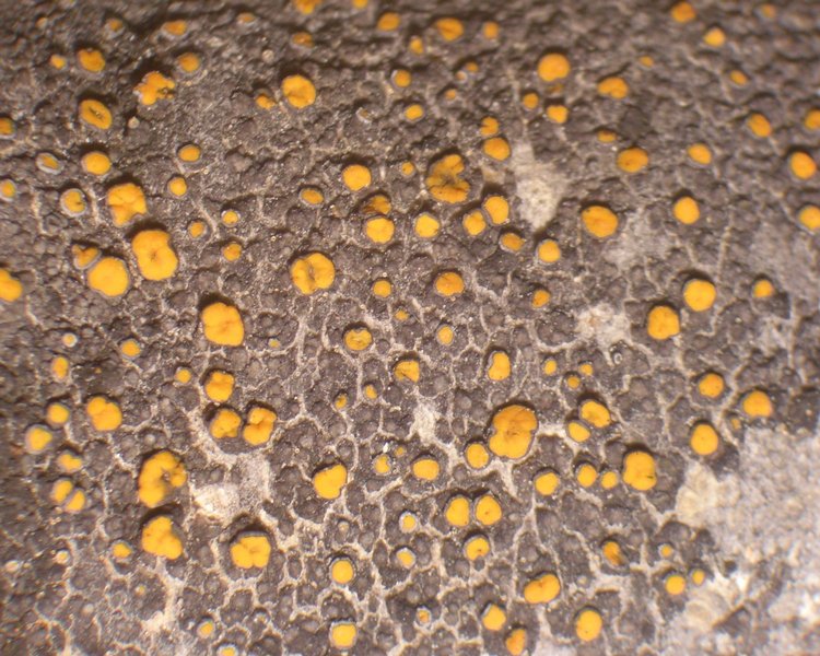 Caloplaca cerina
