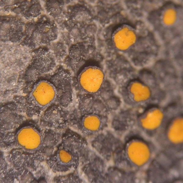 Caloplaca cerina