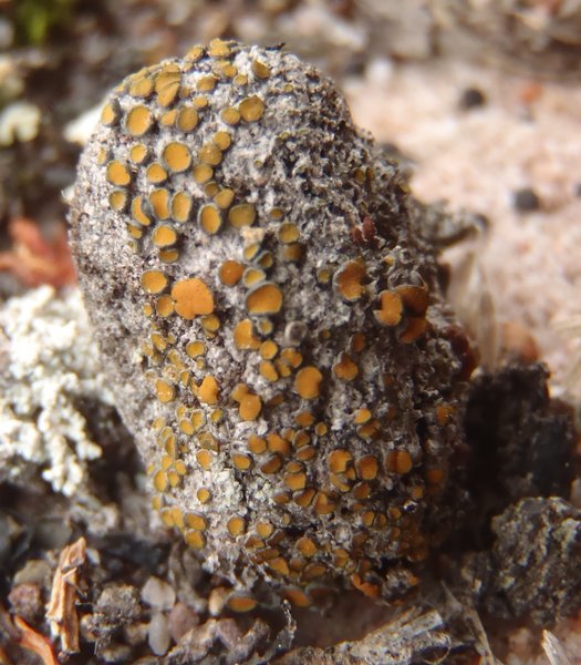 Caloplaca cerina