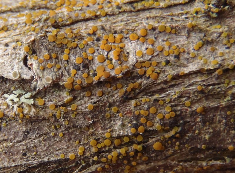 Caloplaca cerinelloides