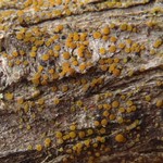 Caloplaca cerinelloides