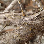 Caloplaca cerinelloides