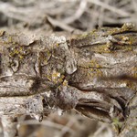 Caloplaca cerinelloides