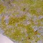 Caloplaca chrysodeta