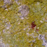 Caloplaca chrysodeta