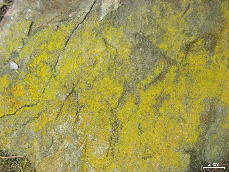 Caloplaca chrysodeta