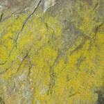 Caloplaca chrysodeta