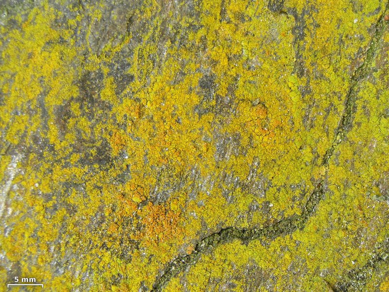 Caloplaca chrysodeta