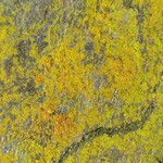 Caloplaca chrysodeta
