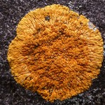 Caloplaca cinnabarina