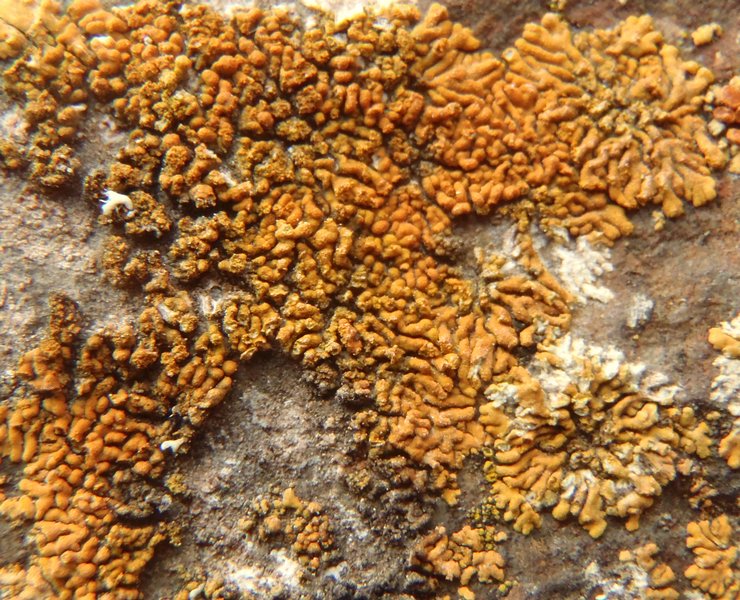 Caloplaca cirrochroa