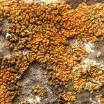 Caloplaca cirrochroa