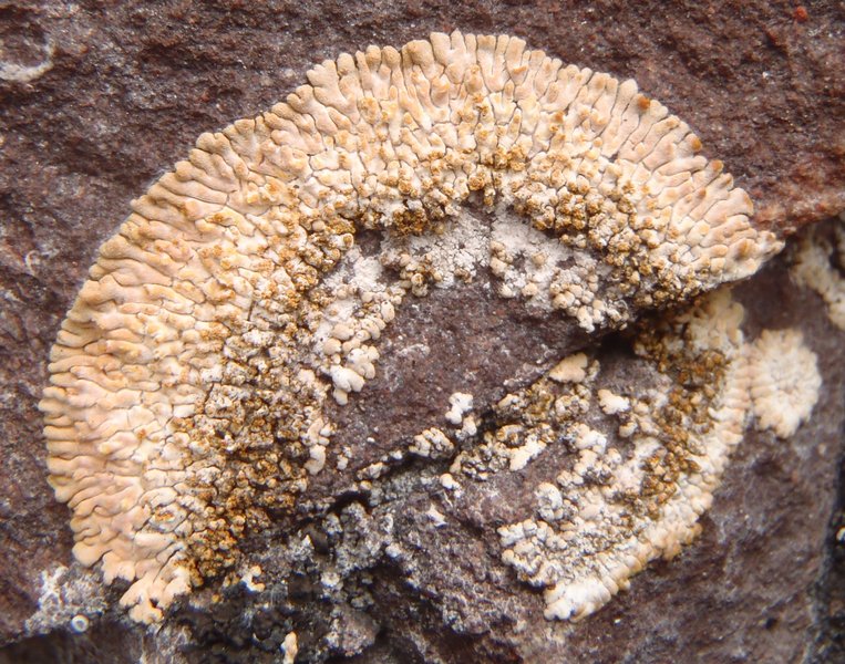 Caloplaca cirrochroa