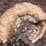 Caloplaca cirrochroa