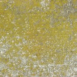 Caloplaca citrina