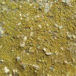 Caloplaca citrina