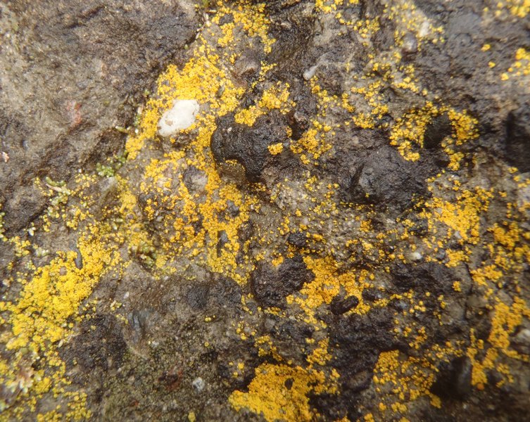 Caloplaca citrina