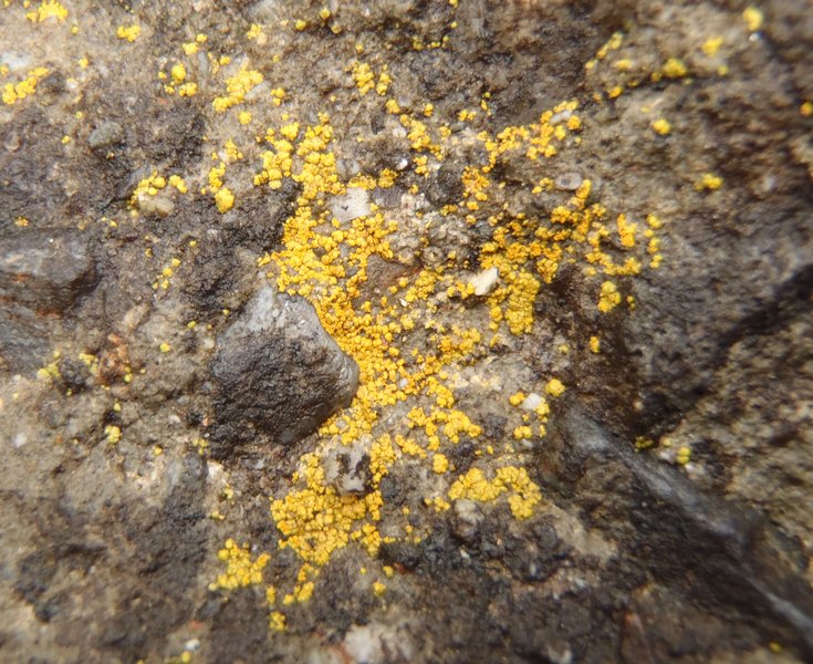 Caloplaca citrina