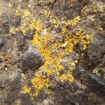 Caloplaca citrina
