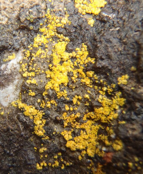 Caloplaca citrina