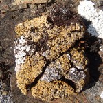 Caloplaca citrina