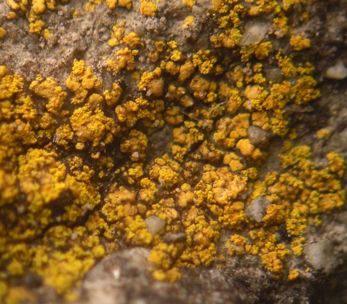 Caloplaca citrina