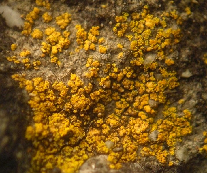 Caloplaca citrina