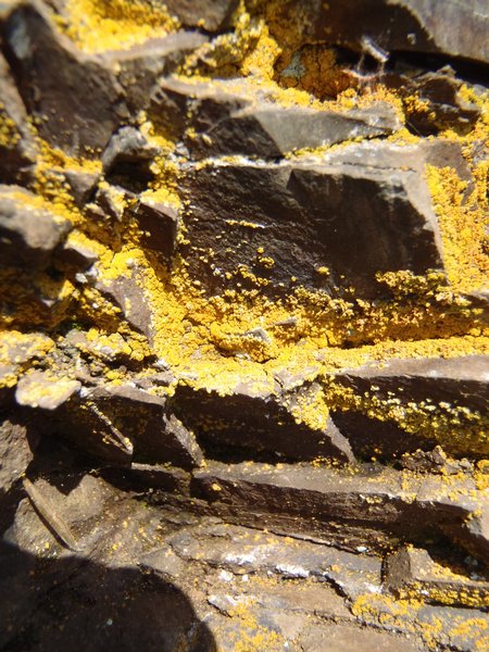 Caloplaca citrina