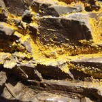 Caloplaca citrina