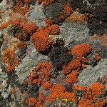 Caloplaca cladodes