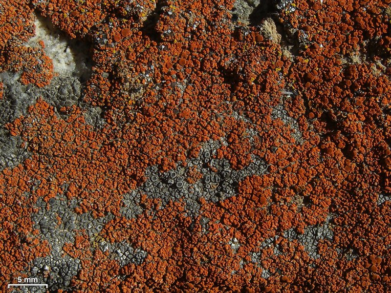 Caloplaca cladodes