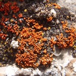 Caloplaca cladodes