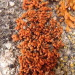 Caloplaca cladodes