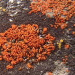 Caloplaca cladodes