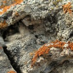 Caloplaca cladodes