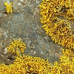 Caloplaca coralloides