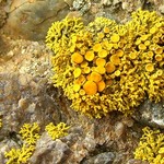 Caloplaca coralloides