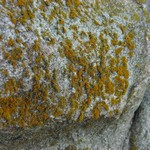 Caloplaca coralloides
