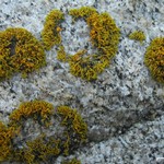 Caloplaca coralloides