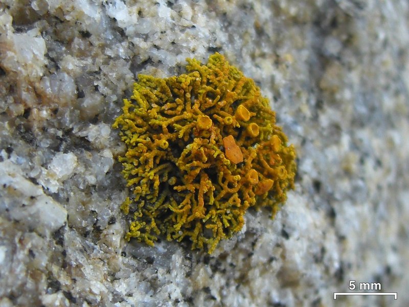 Caloplaca coralloides