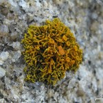 Caloplaca coralloides