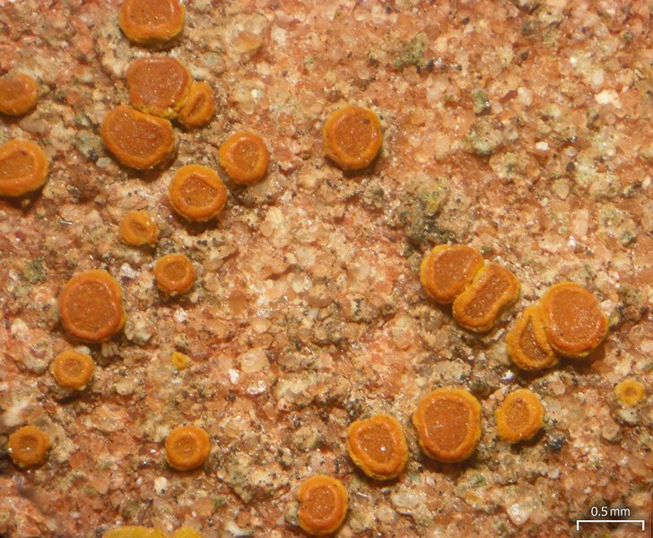 Caloplaca crenulatella