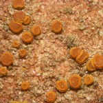 Caloplaca crenulatella